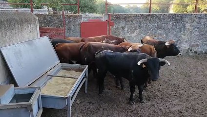 Los novillos esperan en los corrales de Cañada Honda