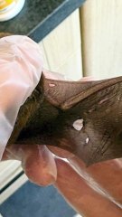 Injured bat saved in Northumberland