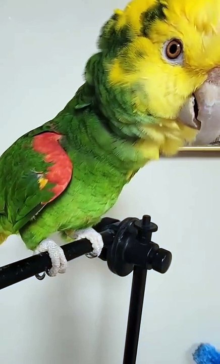 Hilarious Parrot 😂😂