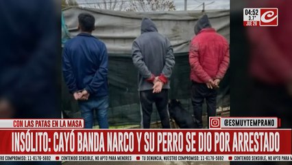 El mejor amigo... del narco: detuvieron a una banda y su perro se dio por arrestado