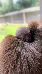 Yorkshire Widlife Park welcomes first monkey to be born in the Amazonas walkthrough reserve