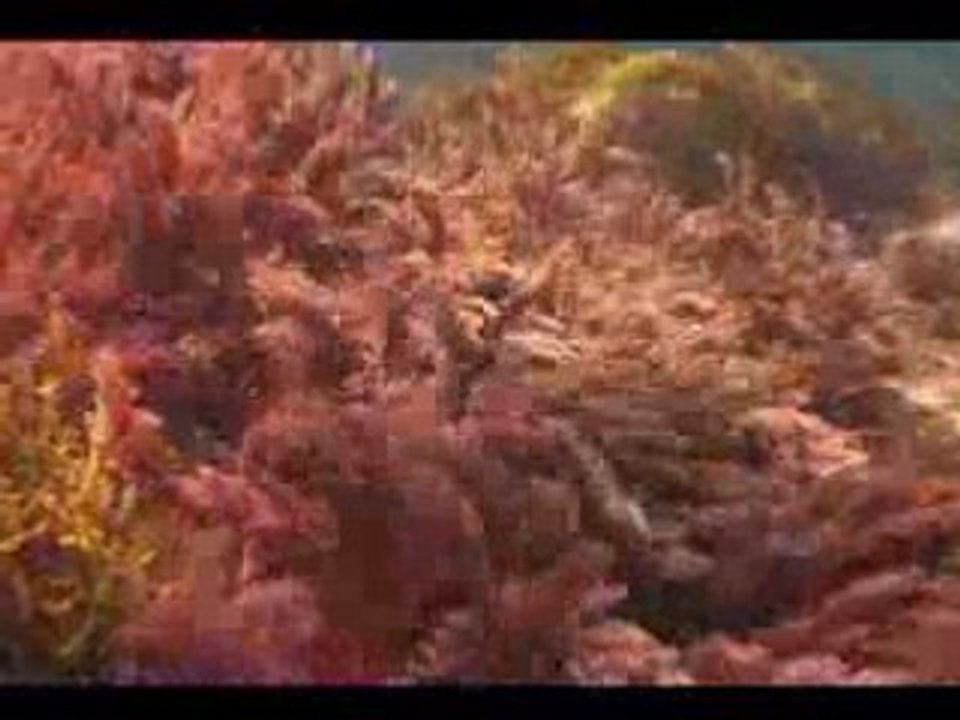 OceanGrown International