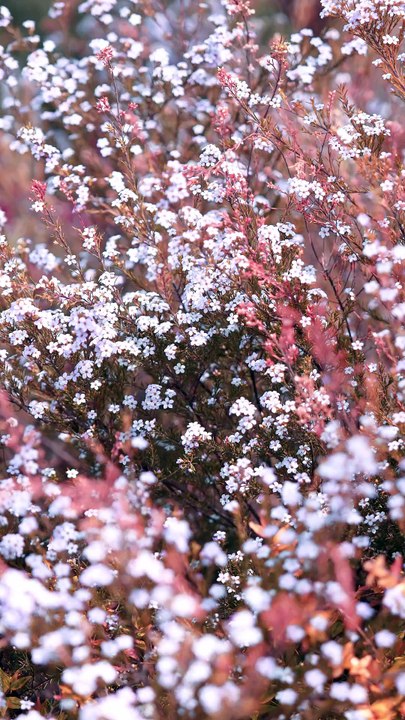 13461758_2160_3840_60fps