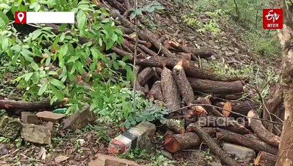 सिंगरौली में पकड़ी गई 1 करोड़ की खैर की लकड़ी, यूपी के मिर्जापुर ले जाने की थी तैयारी