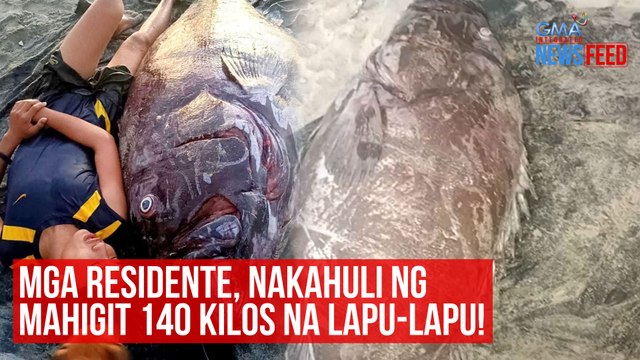 Mga residente, nakahuli ng mahigit 140 kilos na lapu-lapu! | GMA Integrated Newsfeed