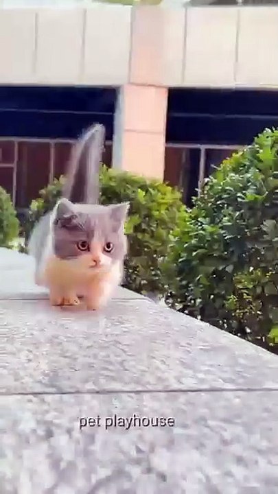 Cute cat 🐈 😻