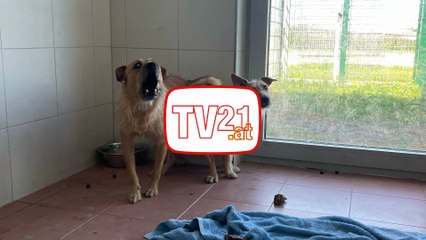 18 Hunde aus Animal-Hoarding-Fall gerettet – TierQuarTier Wien übernimmt Versorgung