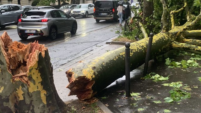 Inondations, arbres coupés : les images des violents orages à Paris