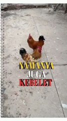 Chicken wrong target