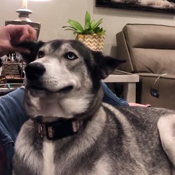 Ce chien adore vraiment les gratouilles aux oreillee