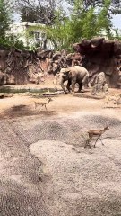 Un éléphant sauve une gazelle de la noyade