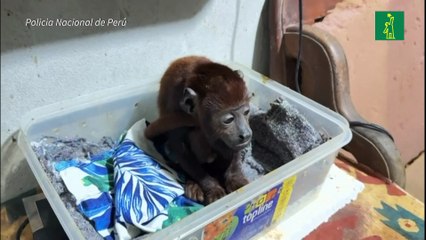 Policía peruana desarticula organización internacional de tráfico de fauna de la Amazonía