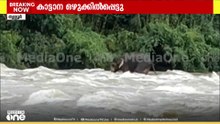 വാഴച്ചാലിൽ ഒഴുക്കിൽപ്പെട്ട് മൂന്നു മണിക്കൂർ പുഴയുടെ നടുവിൽ കുടുങ്ങിയ കാട്ടാനയെ കാട് കയറ്റി