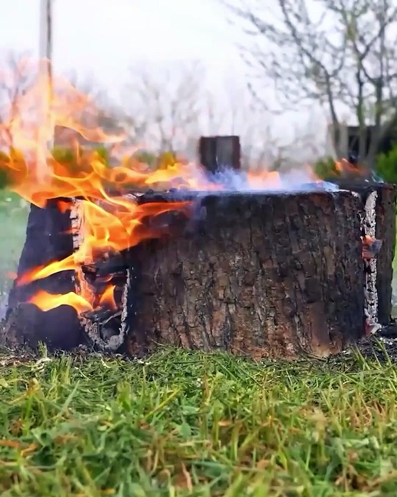 Remove a tree stump without damaging roots!
