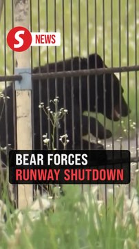 Bear enters Japanese airport causing runway shutdown, flight cancellations