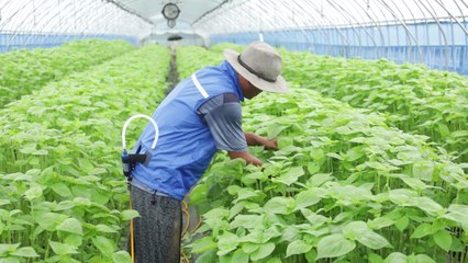 [녹색] 여름철 농업인 온열질환 예방 위한 '에어냉각조끼' 보급 / YTN