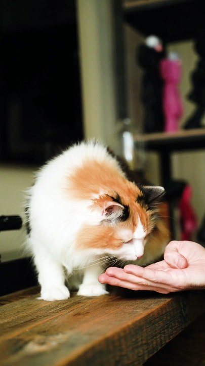 Os animais mais fofos do mundo N•37