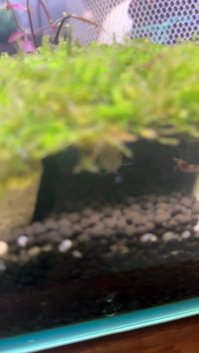 Fish is sick and shrimps are worried