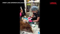 Usa, orso bruno dal dentista: l'animale ha un nuovo dente canino