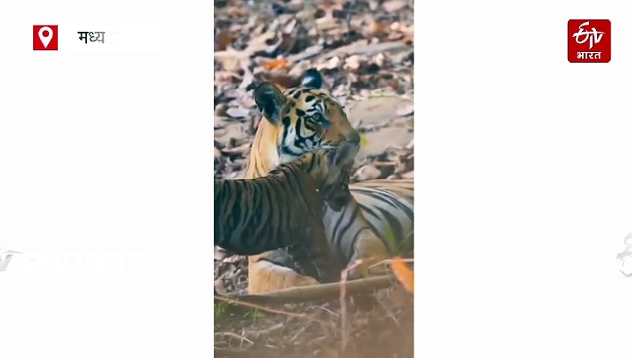 जंगल की महरानी की उमड़ी ममता, बांधवगढ़ टाइगर रिजर्व में शावक को जमकर किया लाड़
