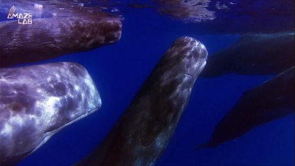 The Clicking of Sperm Whales Is Actually a Sophisticated Phonetic Alphabet