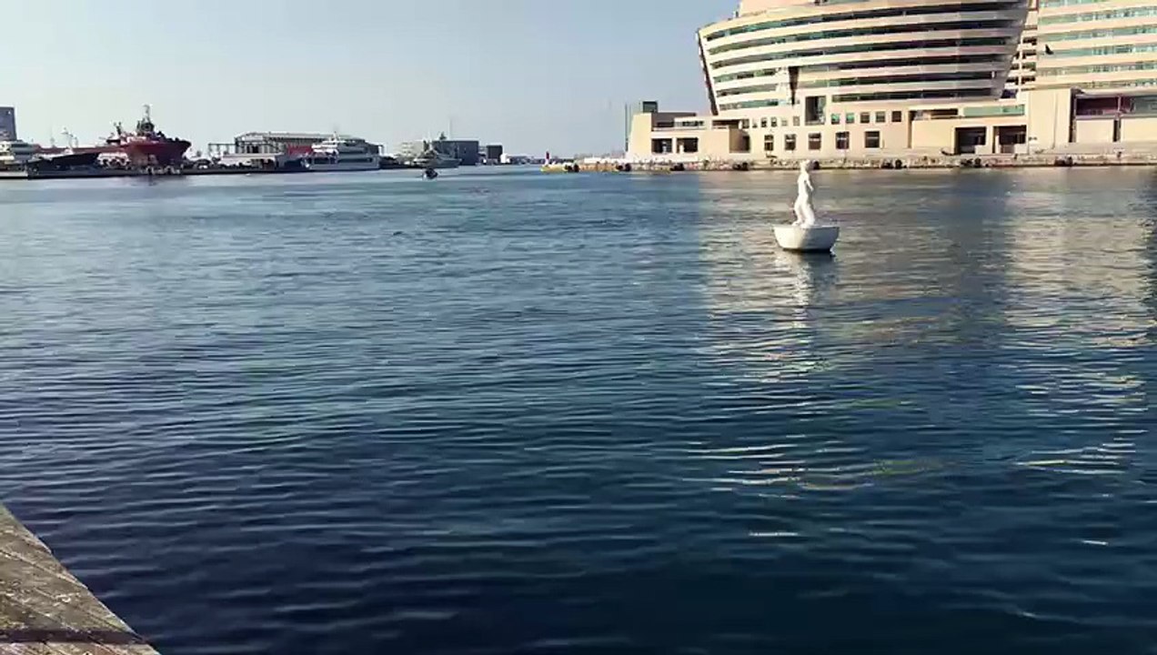 VÍDEO: Cinco delfines se dejan ver en el Port de Barcelona