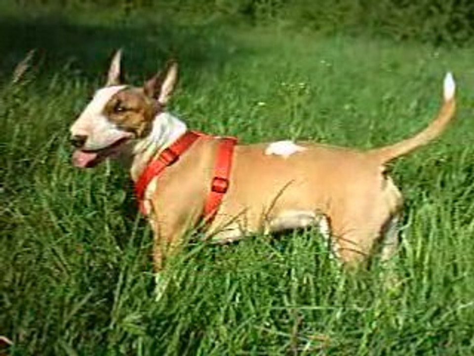 LA P'TITE BUFFY DANS LA PRAIRIE 3