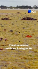 Les algues vertes en Bretagne
