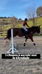 3 choses à savoir sur le Clysdale (1)