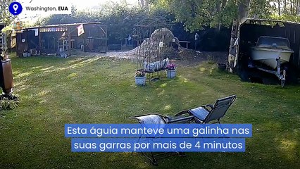 Gato salva galinha de ataque de águia nos EUA