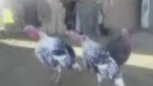 وبربربر