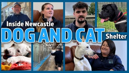 Discover Life Inside Newcastle Dog & Cat Shelter 🐶🐱 | Shots!TV Exclusive