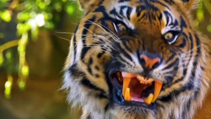 WHY DO ANIMALS HAVE UNIQUE ABILITIES ?