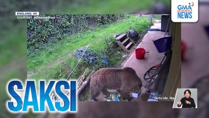 Mga oso sa isang widlife park sa UK, nakatakas sa kanilang kulungan at kumuha pa ng honey | Saksi