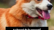 3 choses à savoir sur le Welsh Corgi Pembroke