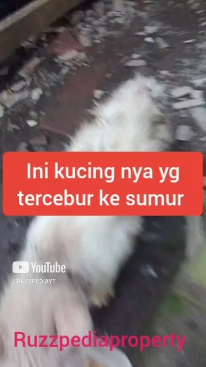 cat falls into the well