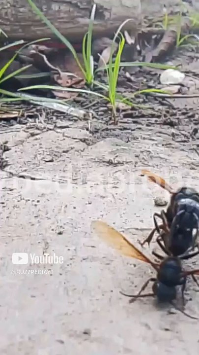 fight between vespa bees