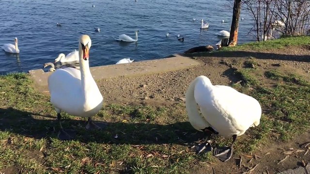 Os animais mais fofos do mundo n•27