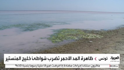 ظاهرة المد الأحمر تضرب شواطئ خليج المنستير شرق تونس