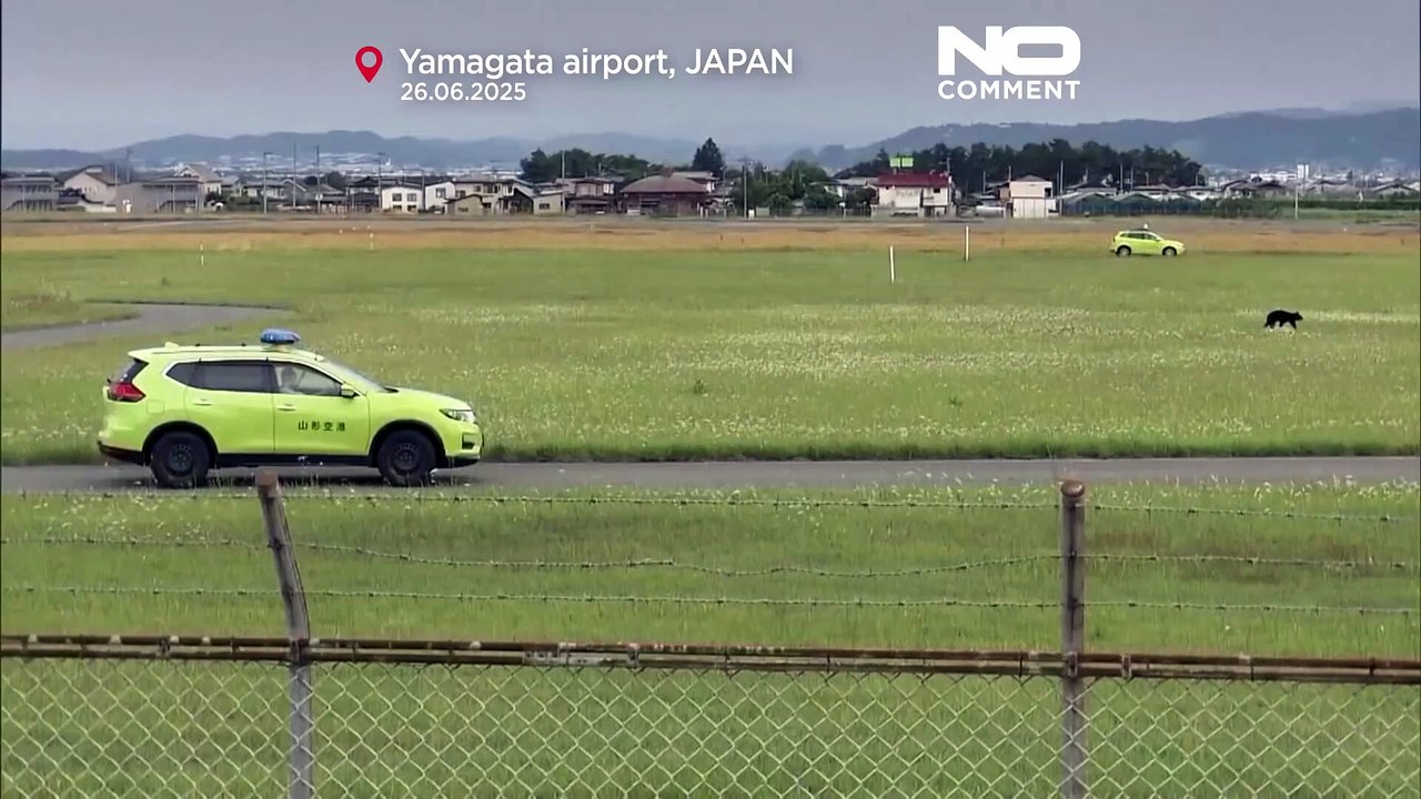 Bär unterbricht Flüge am Flughafen Yamagata und zwingt zur Schließung der Startbahn