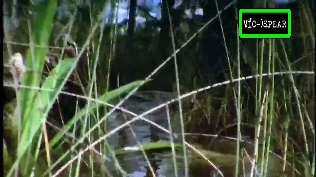 Sobrevivientes: El Caiman de los Pantanos - Documental (1999) - Español Latino *Fernán Astahiza*
