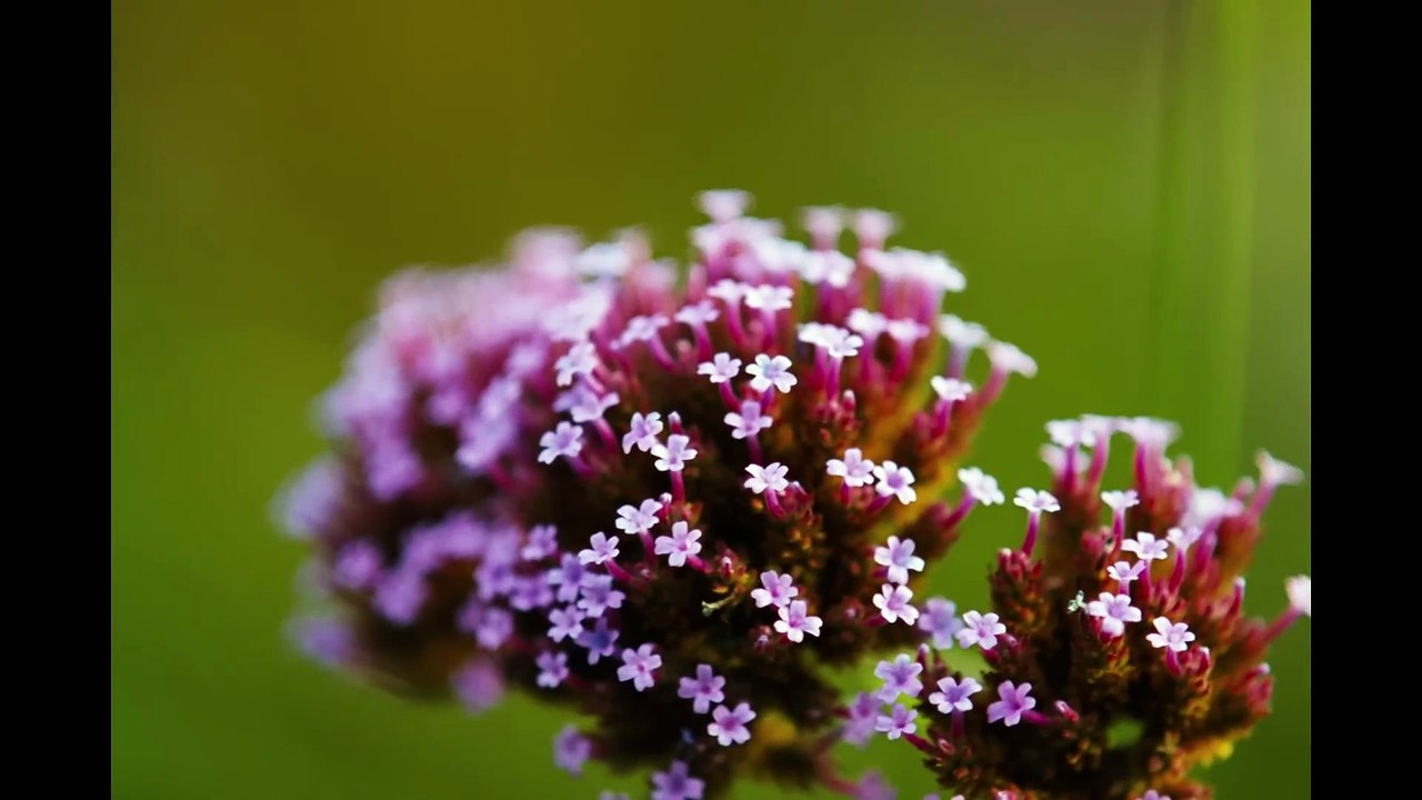 Bugonia Teaser Trailer #1 (2025 Movie) Jesse Plemons, Emma Stone