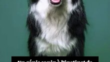 3 choses à savoir sur le Border Collie