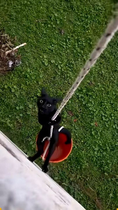 Funny cat