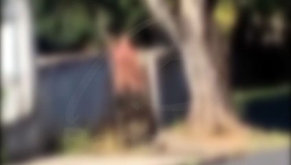 Homem é detido ao ser flagrado pelado em ato obsceno no jardim de casa no Barreirinha; veja o vídeo