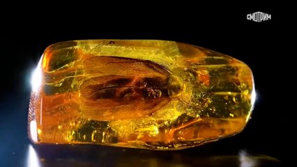 Encuentran una cucaracha de 35 millones de años dentro de un trozo de ámbar