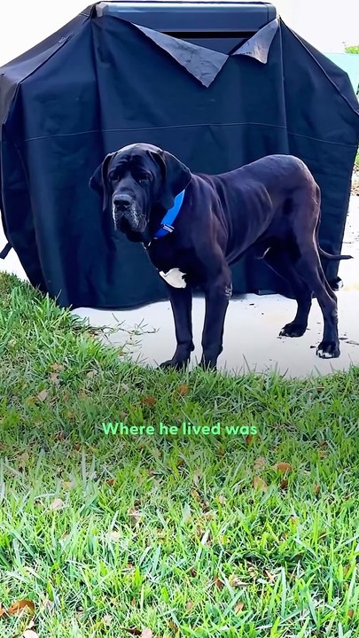 115-Pound Rescue Mastiff Brings His Stuffies Everywhere — Even on Walks! 😭❤️ | The Dodo Vibes