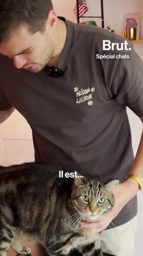 Des conseils pour nos chats avec Hugo, vétérinaire urgentiste
