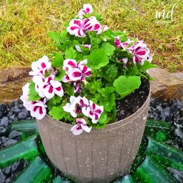 Elevate your outdoor space with these enchanting summer orchard garden ideas