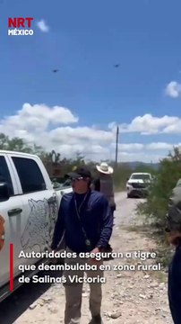 Un tigre fue localizado y capturado en brechas rurales del municipio de Salinas Victoria, Nuevo León. El felino fue asegurado por las autoridades y trasladado con el apoyo de personal especializado.